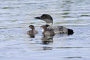 Common Loon with Two Chicks