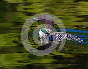 Common Loon with water drip Gavia immer