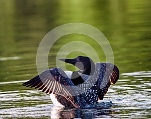 Common Loon Wing Flap Gavia immer