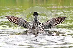 Common Loon Wing Spread