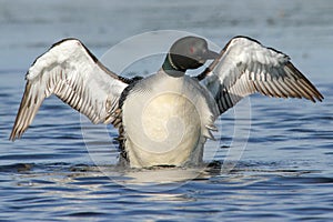 Common Loon Wing Stretch