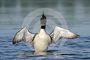 Common Loon Wing Stretch