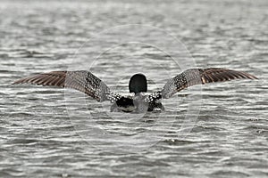 Common Loon Wing Stretch