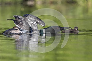A Common Loon with wings stretched out feeds a fish to its week-old baby - Ontario, Canada