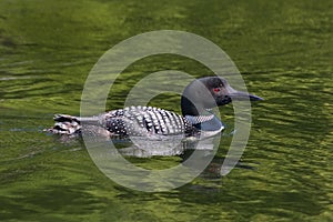 Common Loon XIII