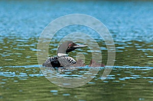 The common loon with young.
