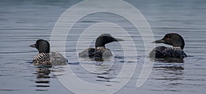Common Loons