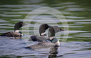 Common Loons