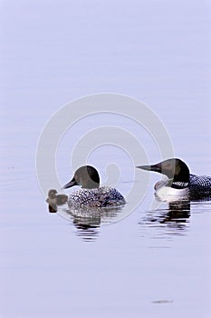 Common Loons with Chick  702836