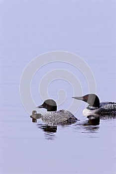 Common Loons with Chick  702843