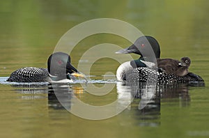 Common Loons - Family Breakfast Time