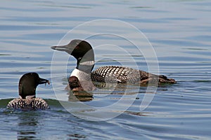 Common Loons Feeding Chick