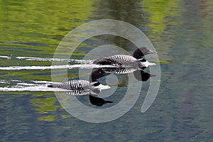 Common Loons Gavia immer on Alaska`s Reflections Lake