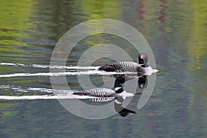 Common Loons Gavia immer on Alaska`s Reflections Lake