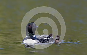 Common Loons Gavia immer swimming with chick behind them trying to fly on Wilson Lake, Que, Canada