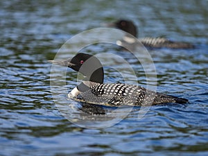 Common loons swim on a lake