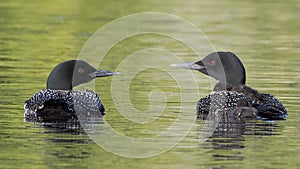 Common loons with young riding and swimming