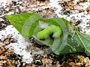 Common Looper Moth 1 photo