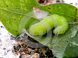 Common Looper Moth 2 photo