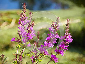 Common Loosestrife beautiful but invasive flower