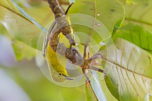 Common lora(Aegithina tiphia) photo