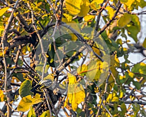 A Common Lora looking back photo