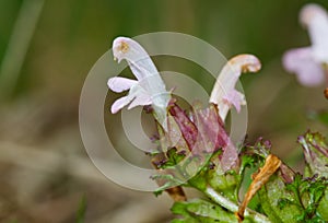 Common Lousewort photo