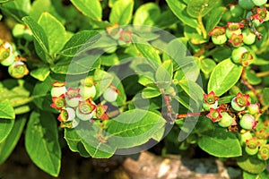 Common Lowbush Blueberry  60638