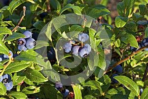 Common Lowbush Blueberry  814906