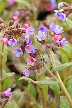 Common lungwort flower Pulmonaria officinalis