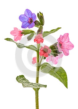 Common lungwort flowers