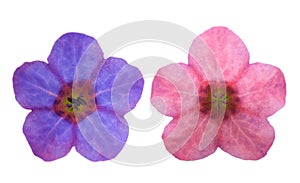 Common lungwort flowers