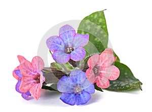 Common lungwort