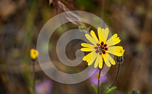 Common Madia Bloom Stands Out From The Forest Floor