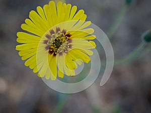 Common Madia blooming in dry field