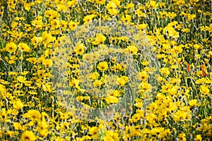 Common Madia Madia elegans wildflowers blooming on a meadow in San Francisco Bay Area, California