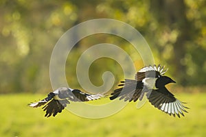 Common magpie birds, Pica Pica, in flight