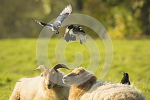 Common magpie birds, Pica Pica, playing on resting and sleeping sheeps