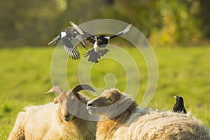 Common magpie birds, Pica Pica, playing on resting and sleeping sheeps