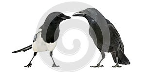 Common Magpie and Carrion Crow facing each other
