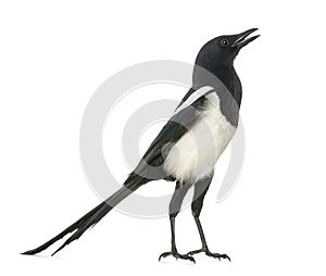 Common Magpie chattering, upright, Pica pica, isolated photo