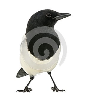 Common Magpie facing, looking away, Pica pica, isolated