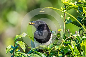 Common Magpie in Hong Kong Formal Name: Pica pica