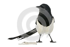 Common Magpie with jewellery, Pica pica, isolated photo