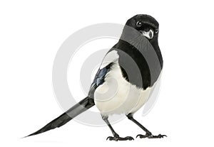 Common Magpie looking at the camera, Pica pica, isolated