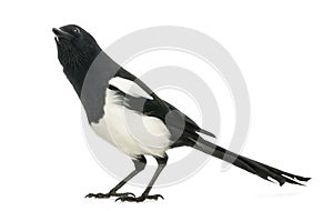 Common Magpie looking up curiously, Pica pica, isolated photo