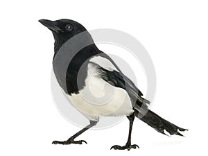 Common Magpie looking up, Pica pica, isolated