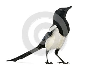 Common Magpie looking up, Pica pica, isolated photo