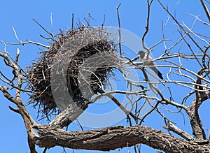 Common magpie near nest photo