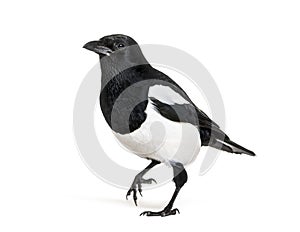 Common Magpie, Pica pica, in front of white background photo